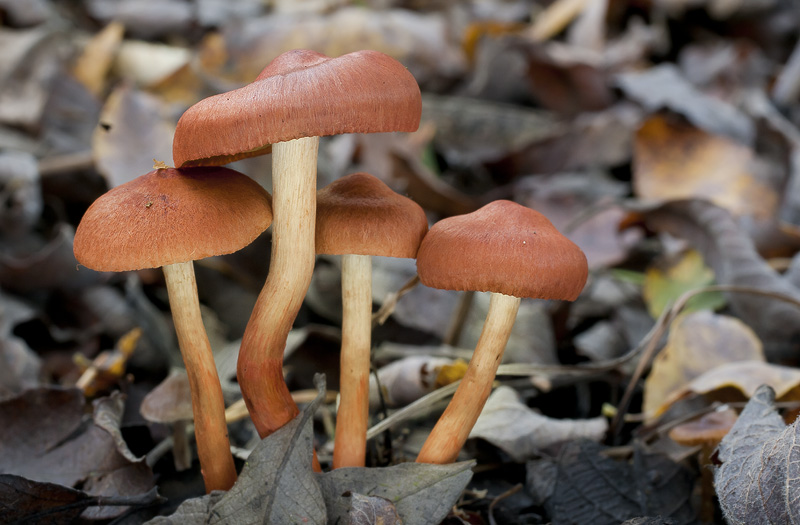 Cortinarius uliginosus